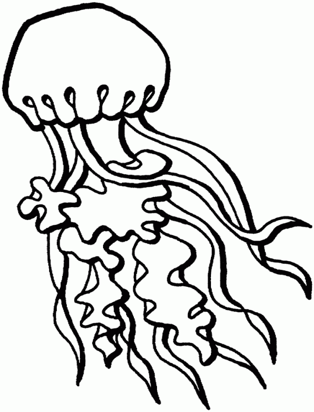 Medusa #6620