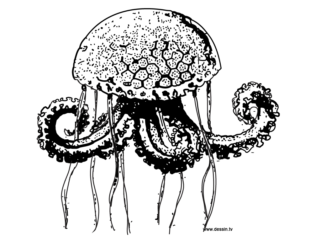 Medusa #6621