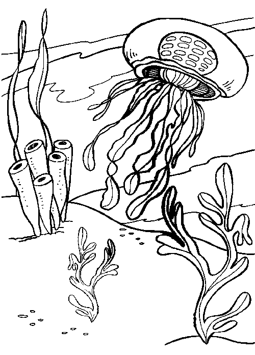 Medusa #6626