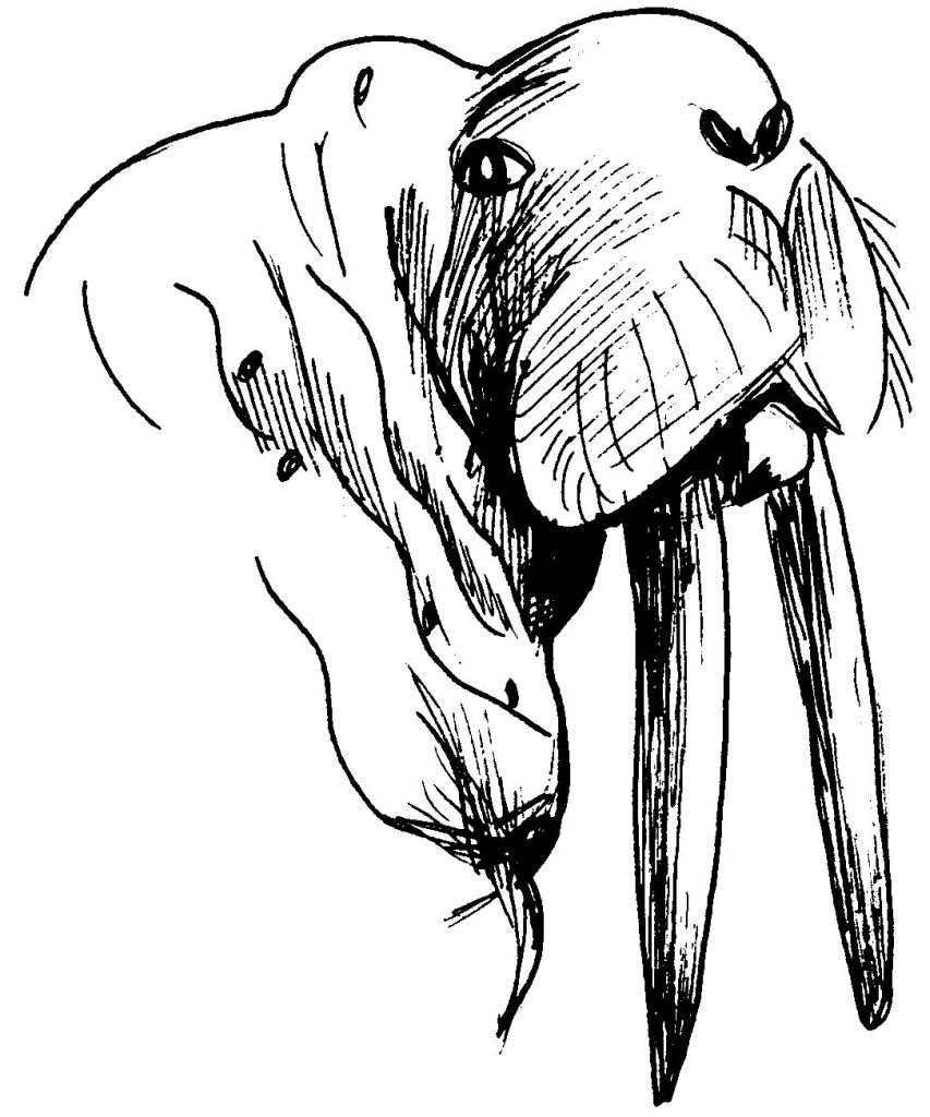 Morsa #6827
