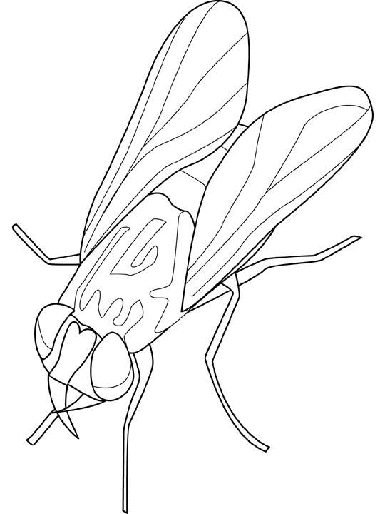 Mosca #6842