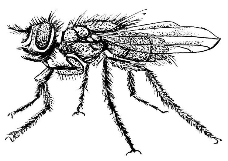 Mosca #6844