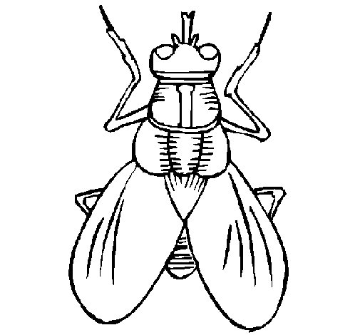 Mosca #6848