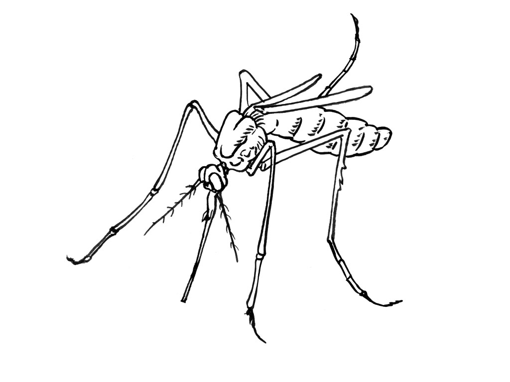 Mosquito #6855