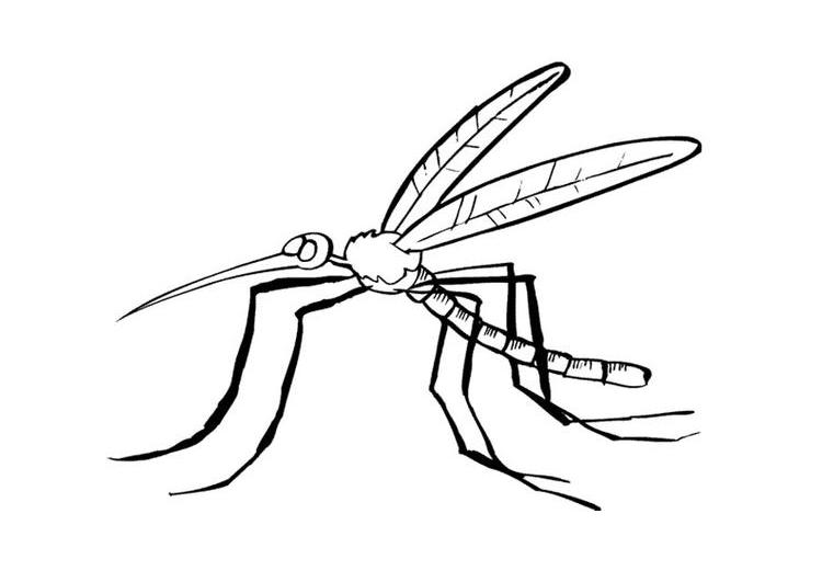 Mosquito #6856
