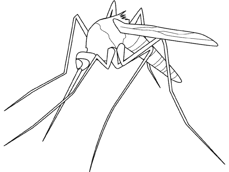 Mosquito #6857