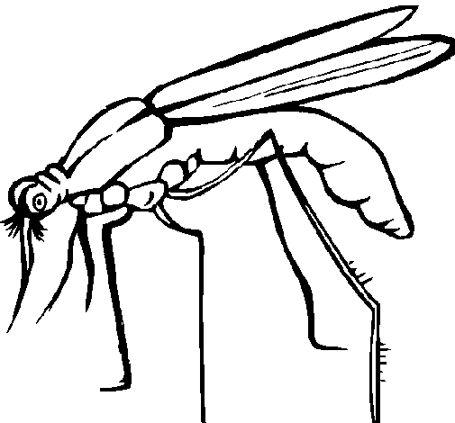 Mosquito #6858