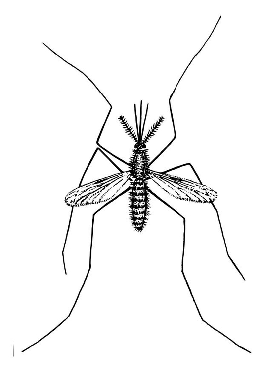 Mosquito #6862