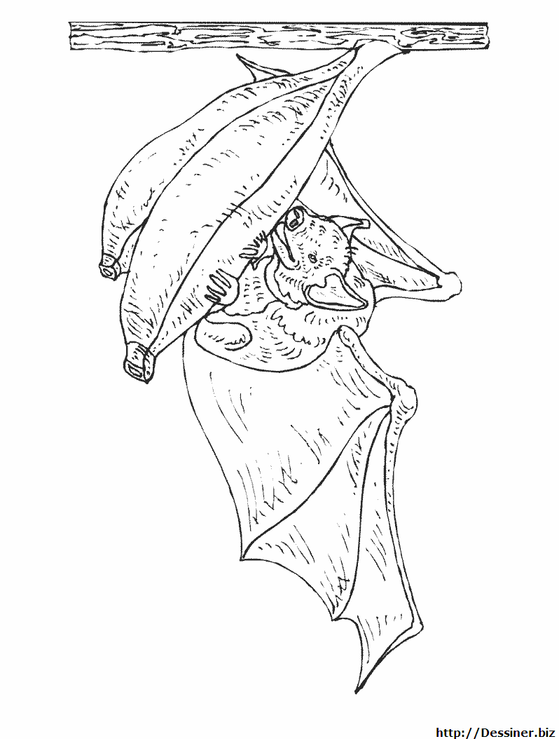 murcielago para colorear