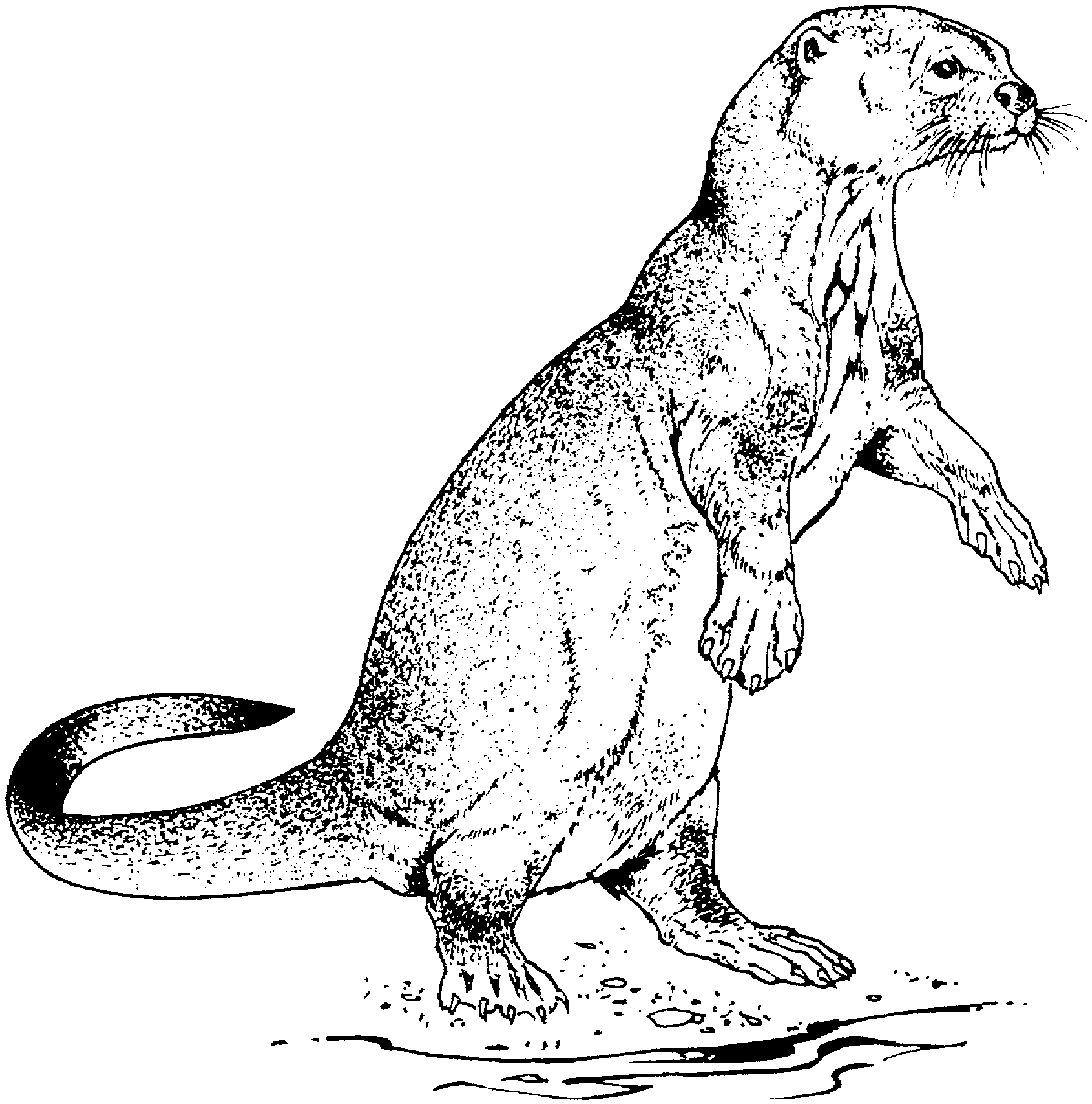 Nutria #6964