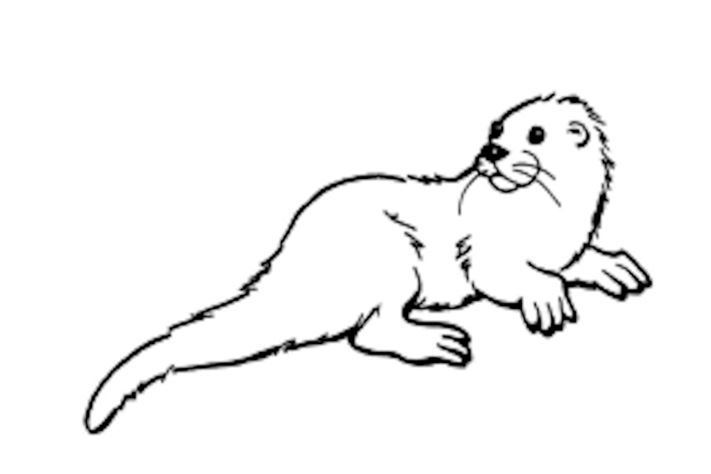 Nutria #6966