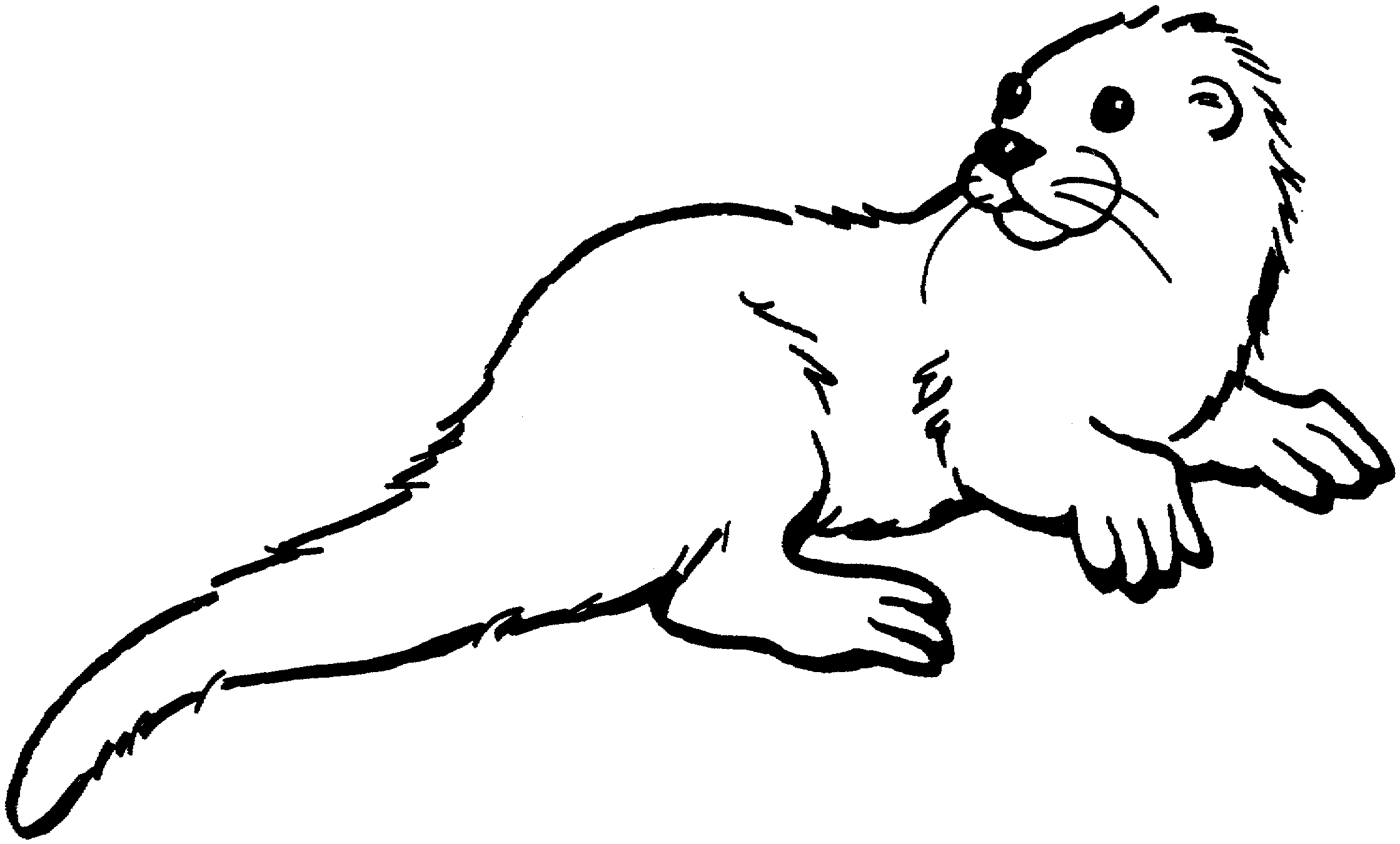 Nutria #6967