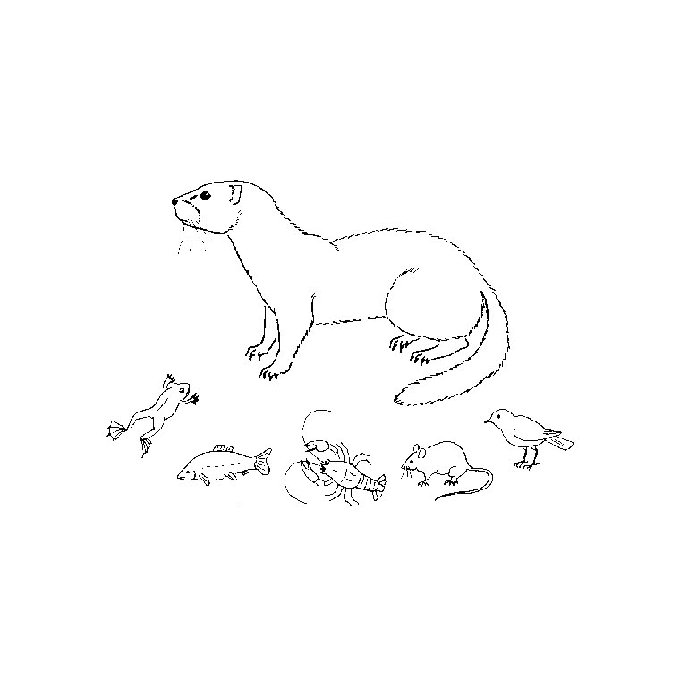 Nutria #6972
