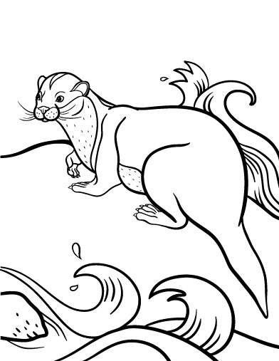 Nutria #6985