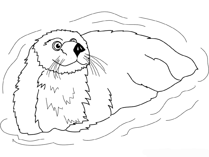 Nutria #6992