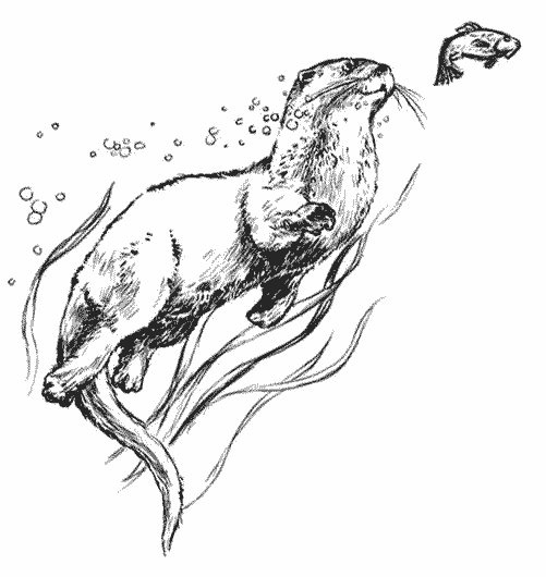 Nutria #6996