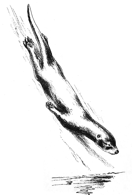 Nutria #6999