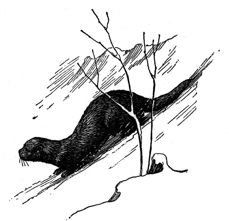 Nutria #7001