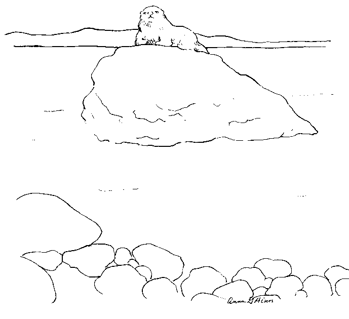 Nutria #7005