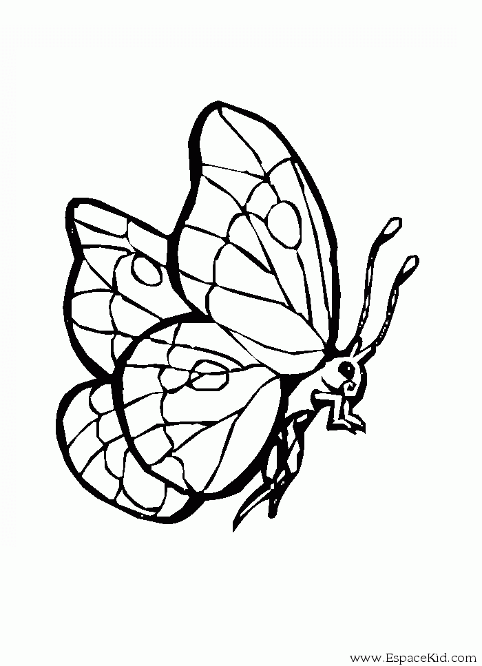 Oruga #7027