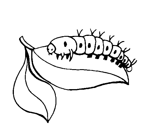 Oruga #7031
