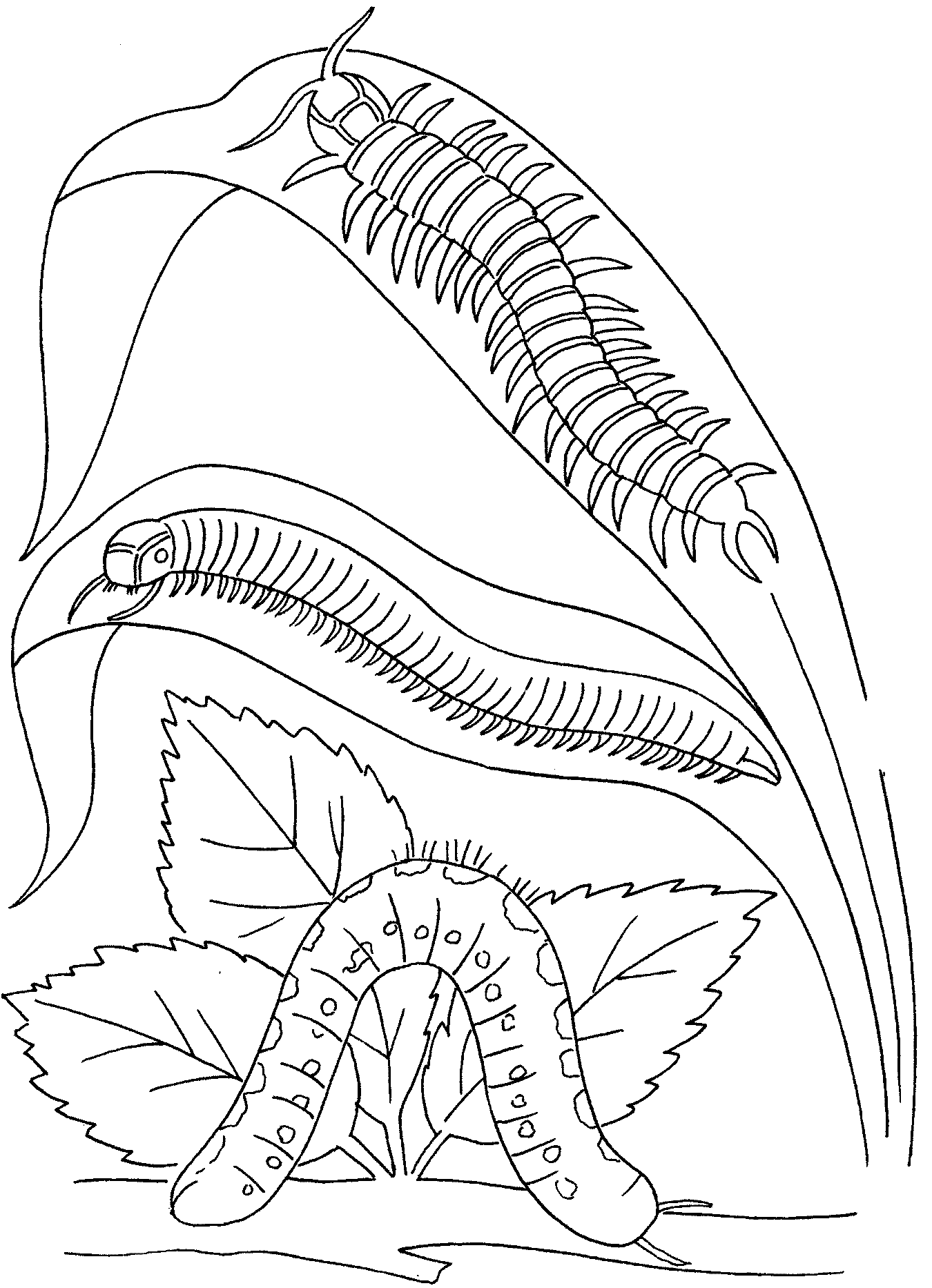 Oruga #7044