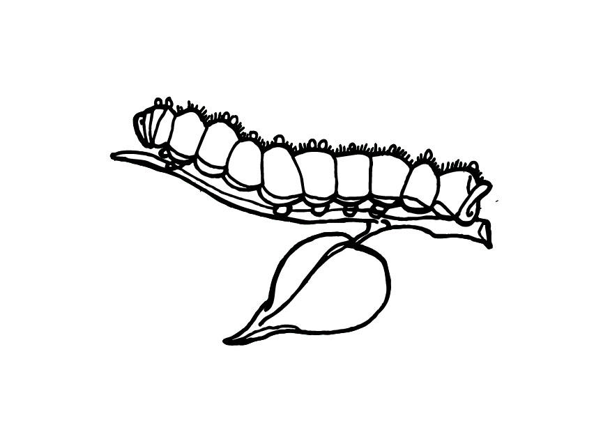 Oruga #7053