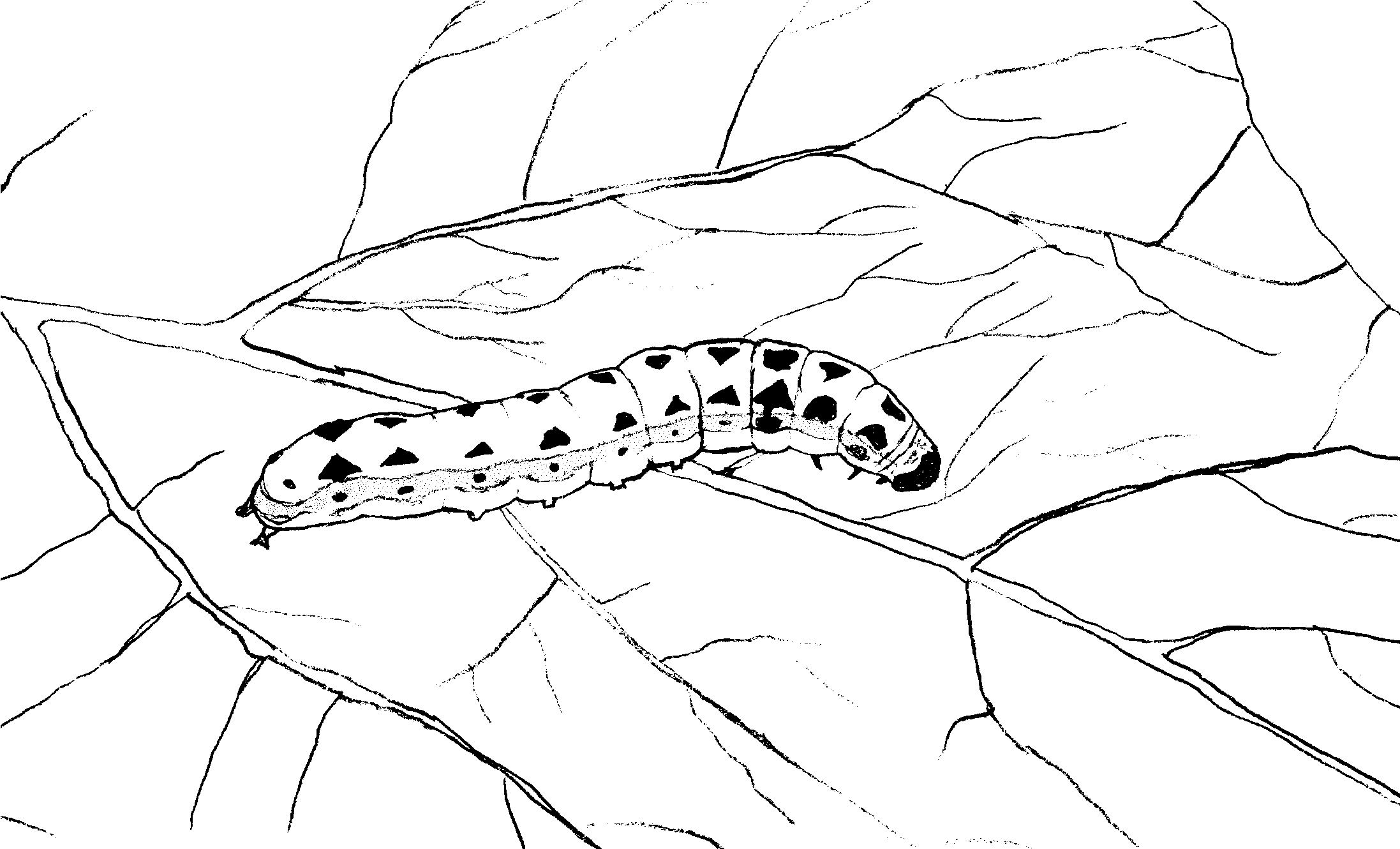 Oruga #7059