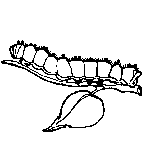 Oruga #7065