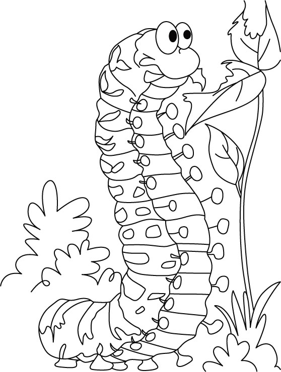 Oruga #7066