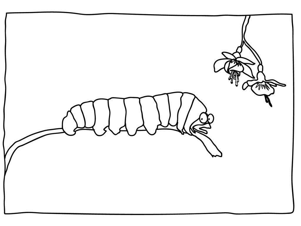 Oruga #7073