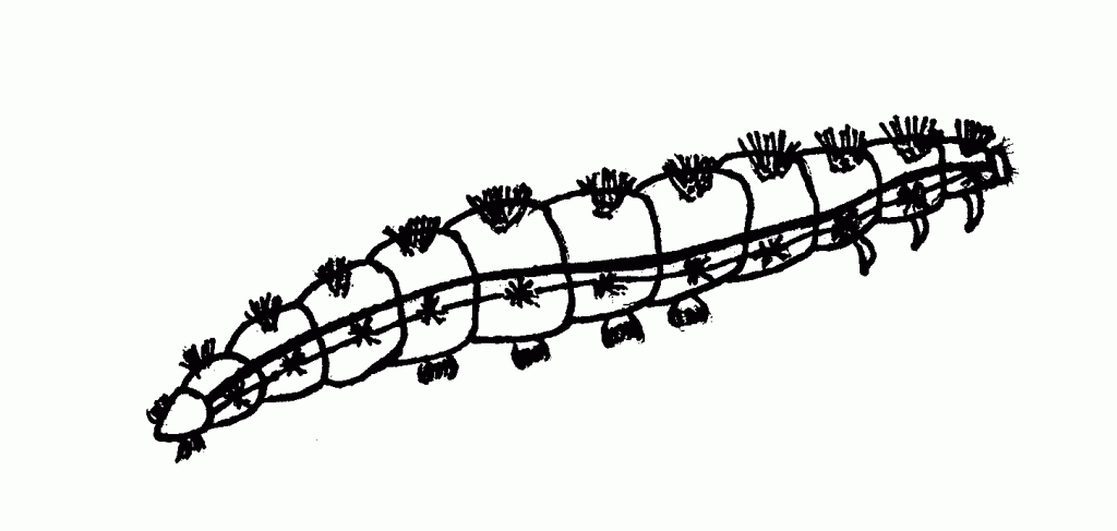 Oruga #7088