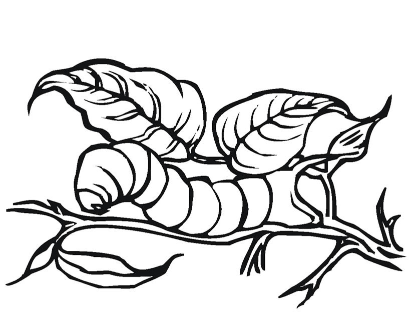 Oruga #7090