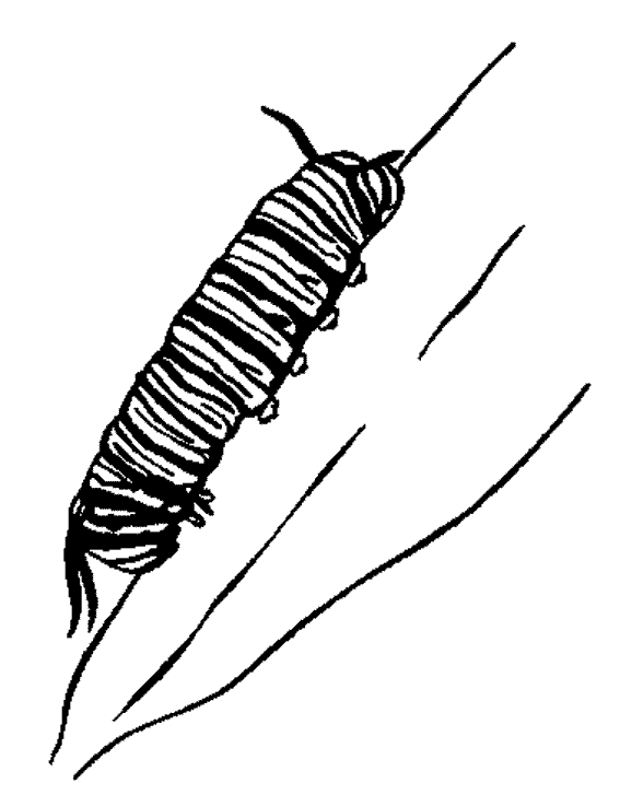 Oruga #7096