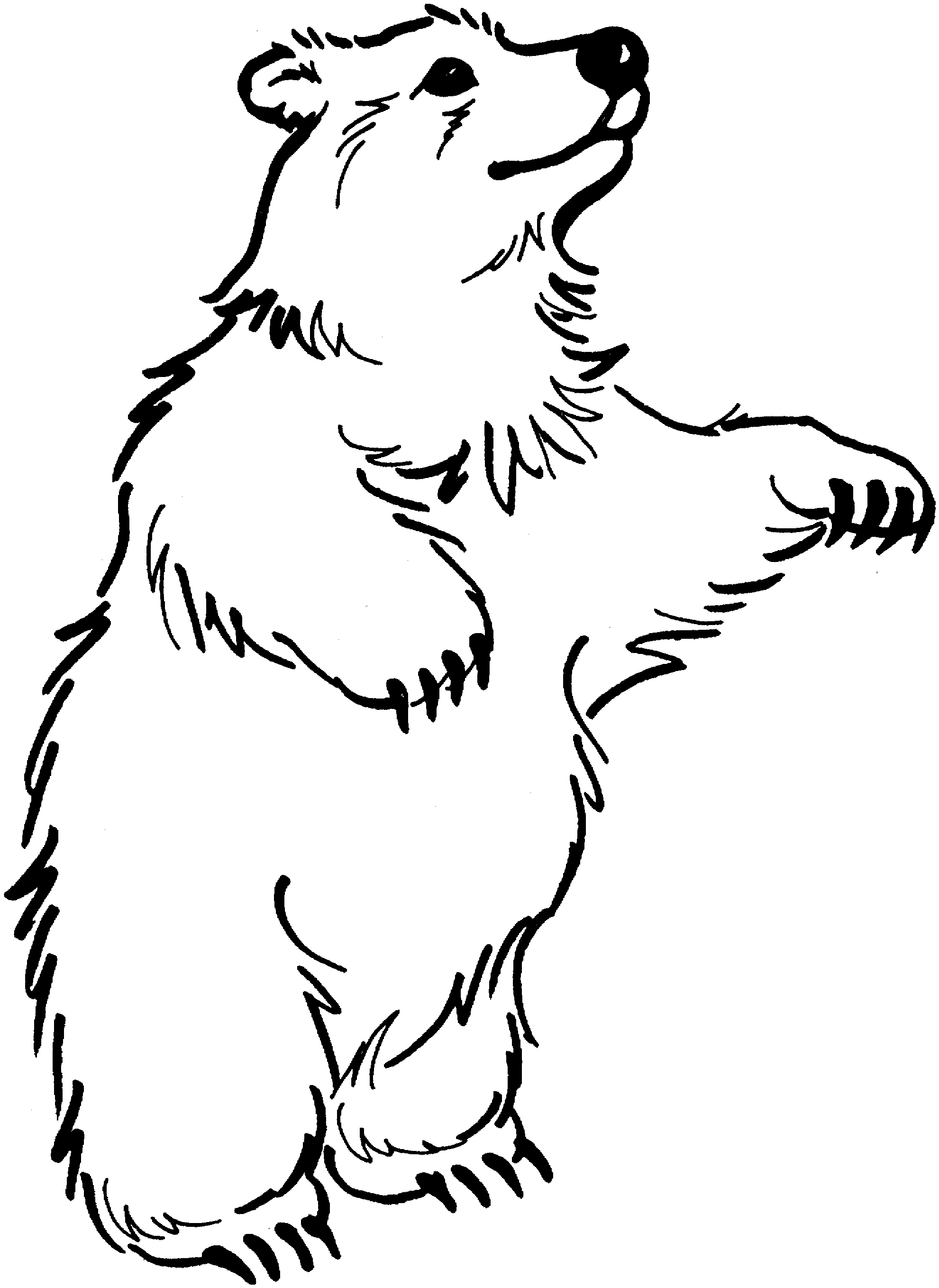 Oso #7107