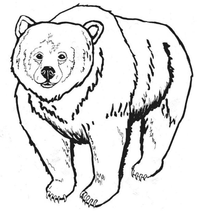 Oso #7109