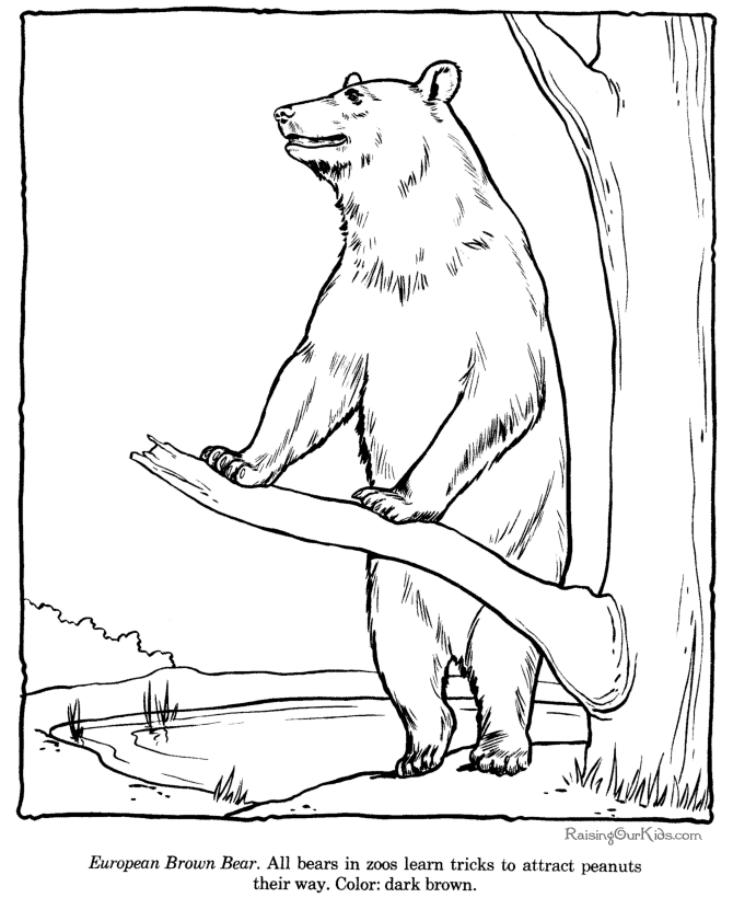 Oso #7135
