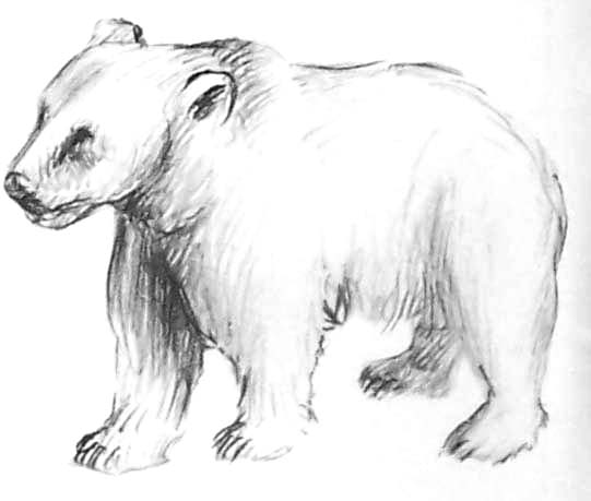 Oso #7149