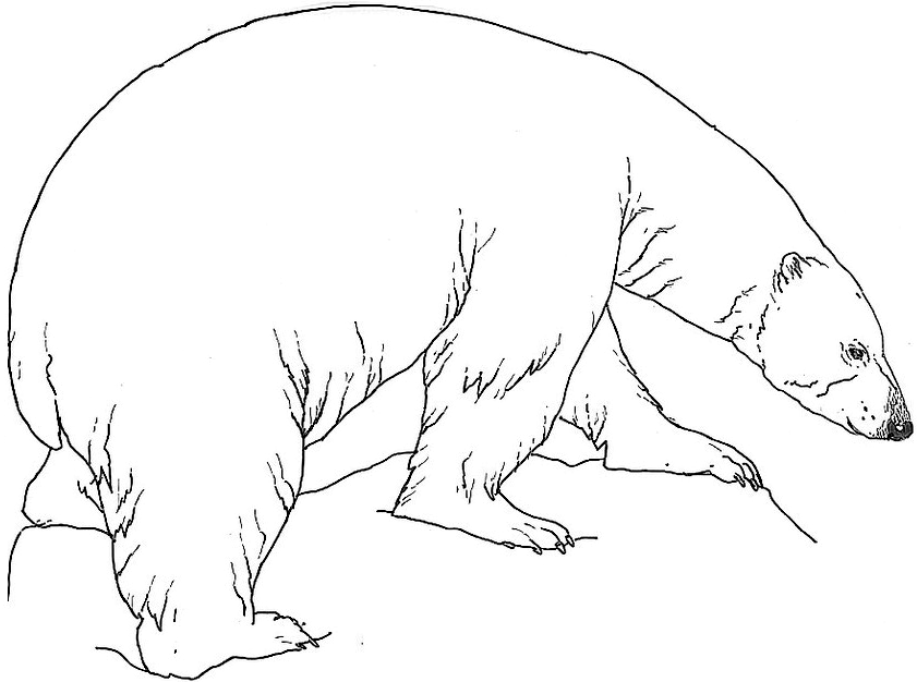 Oso #7154