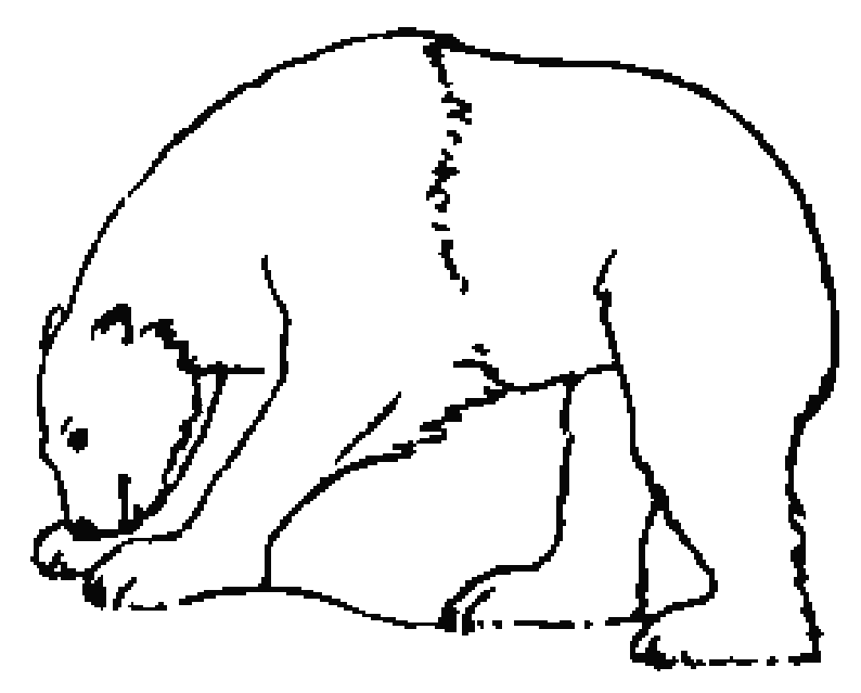 Oso #7184