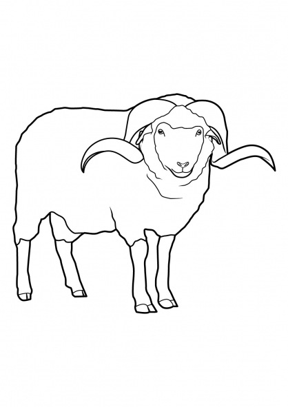 Oveja #7236