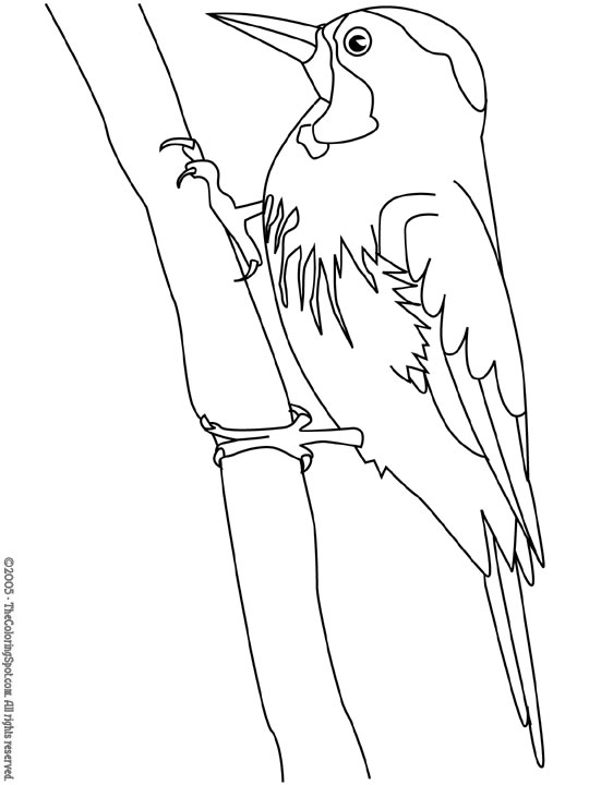 Pájaro carpintero #7349