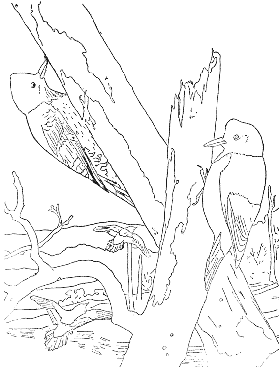 Pájaro carpintero #7364