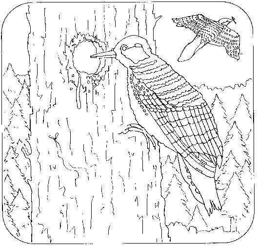 Pájaro carpintero #7365