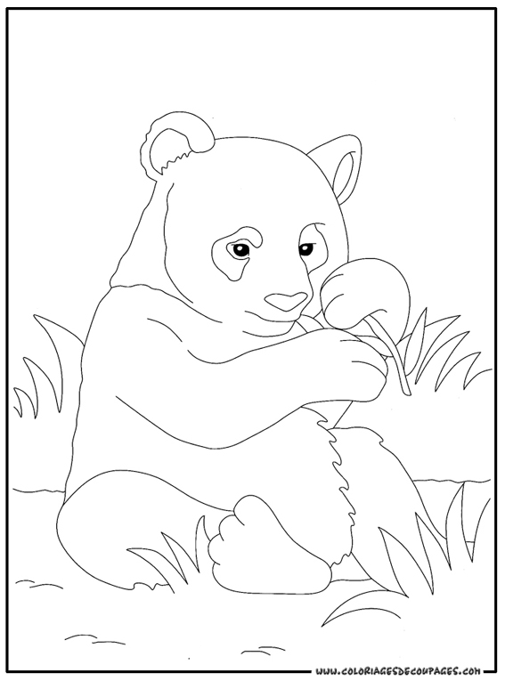 Panda #7491