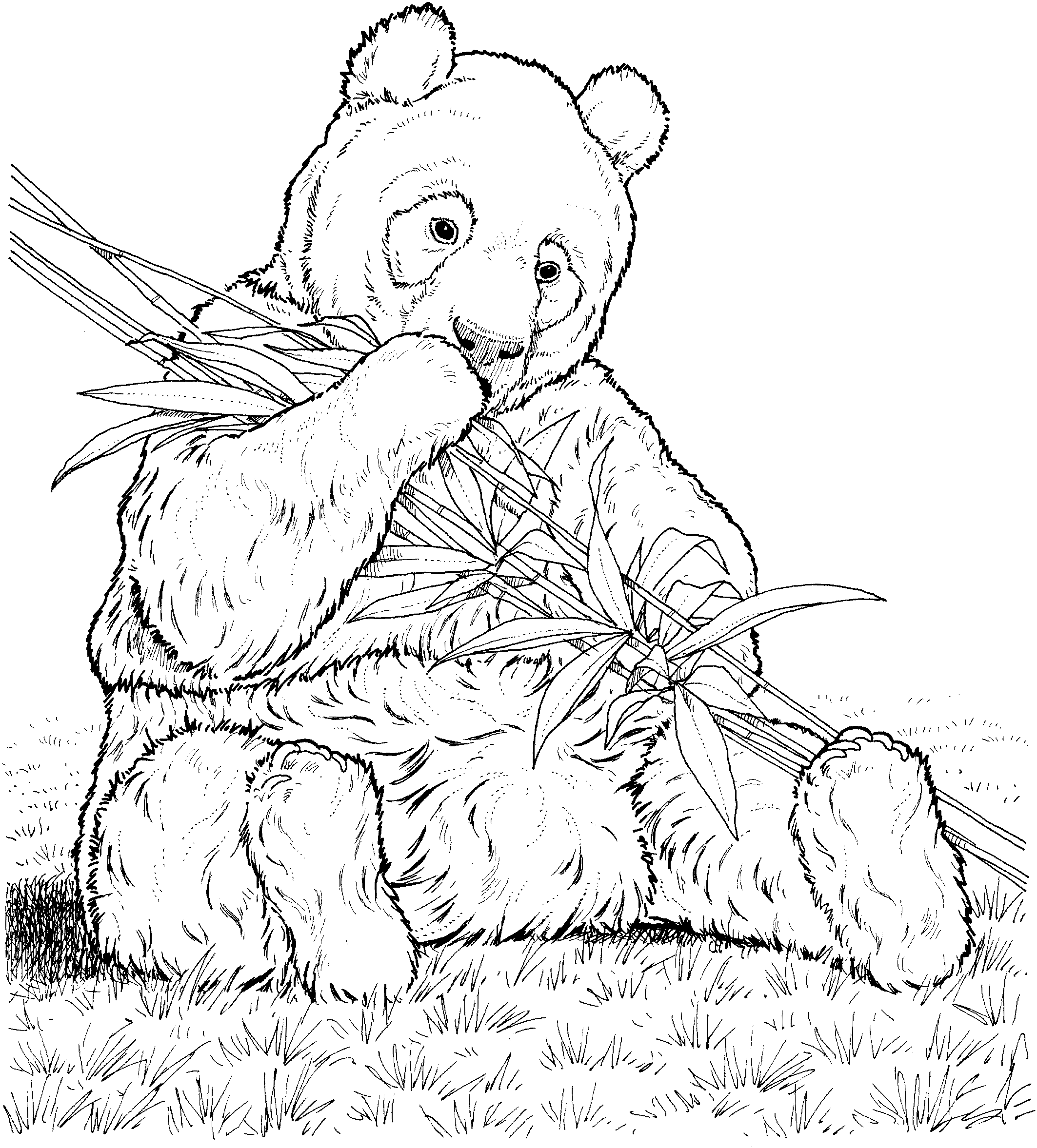Panda #7497