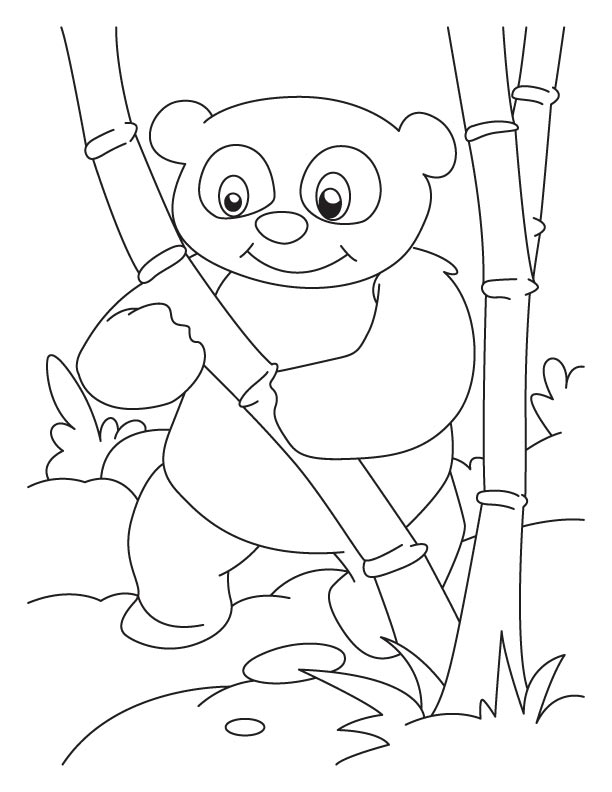 Panda #7528