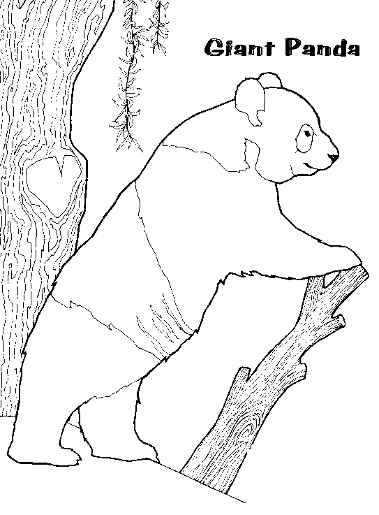 Panda #7541