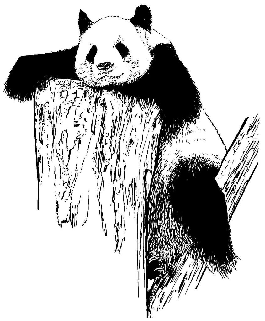 Panda #7545