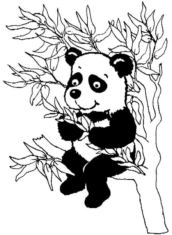Panda #7553